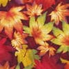 Henry Glass Autum Time Fabric